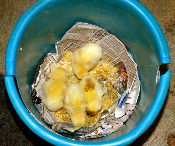This one takes the cake! Chooze! These little chicks were being kept by a migrant family in a bucket in their one-room tenement. During the day, they took them up on the roof and left them in the chicken coop for a while...