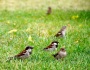 Feeding the sparrows! Aadyaa’s best moments in #Berlin